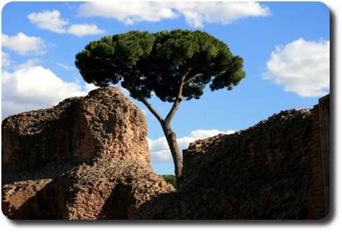 Pin maritime: l'arbre typique de Rome